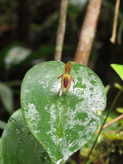 Pleurothallis matudana