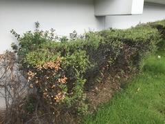 Chrysomphalus pinnulifer