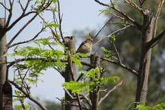 Haemorhous mexicanus