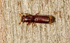 Platypus tuberculosus