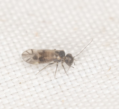 Peripsocidae