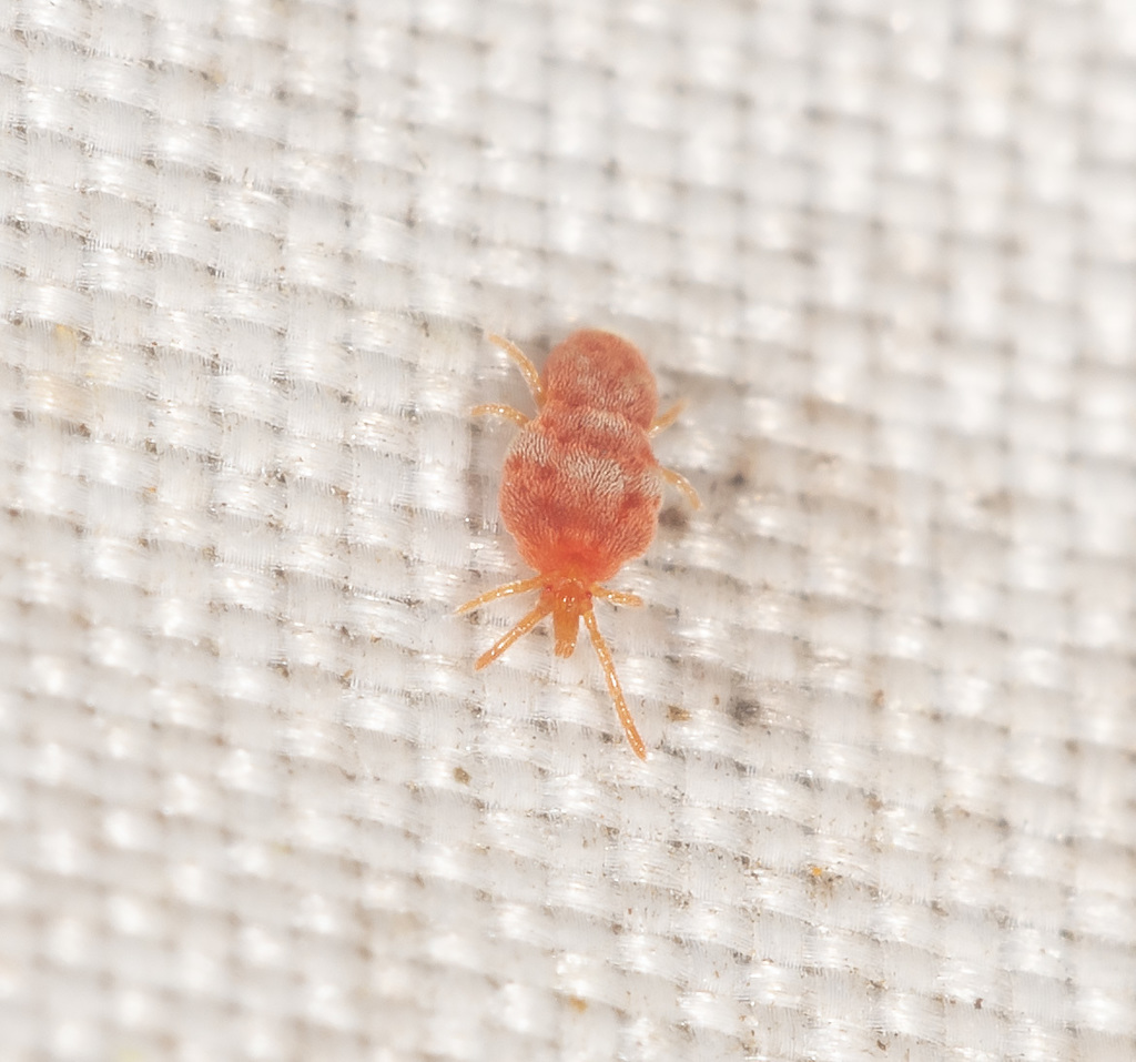 Neothrombiidae