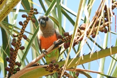 Poicephalus rufiventris