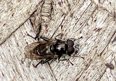 Chalcosyrphus nemorum