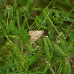 Diastictis