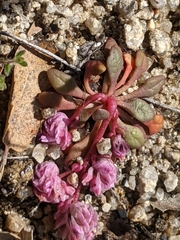 Calyptridium pulchellum