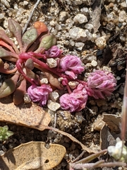 Calyptridium pulchellum