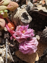 Calyptridium pulchellum