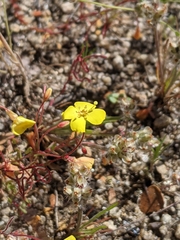 Camissonia sierrae sierrae