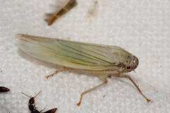 Cofana spectra