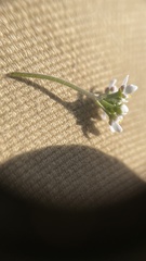 Teesdalia