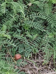 Astragalus crassicarpus