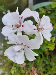 Pelargonium havlasae