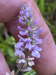 Orbexilum pedunculatum