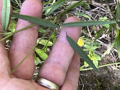 Orbexilum pedunculatum