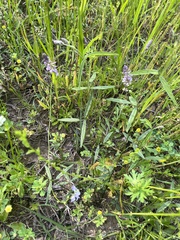 Orbexilum pedunculatum