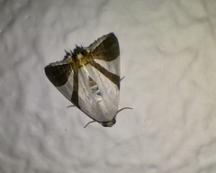 Eulepidotis rectimargo