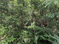 Smilax lanceifolia