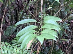 Smilax lanceifolia