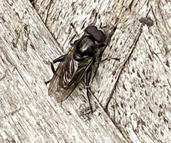 Chalcosyrphus nemorum