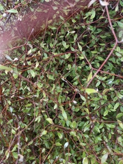 Olearia fragrantissima