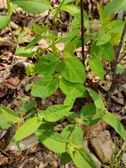 Euphorbia mercurialina