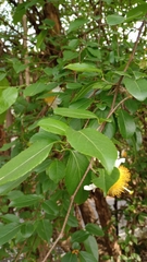 Oncoba spinosa