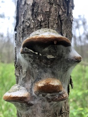 Phellinus