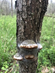 Phellinus