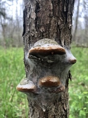 Phellinus