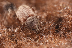 Mandalotus seticollis