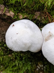 Pluteus tomentosulus