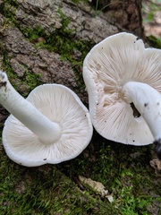 Pluteus tomentosulus