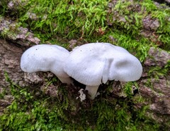 Pluteus tomentosulus