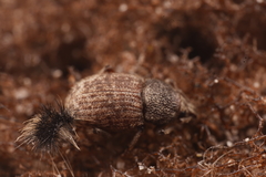 Mandalotus seticollis