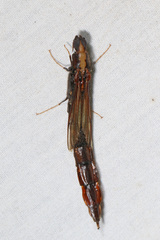 Atractocerus
