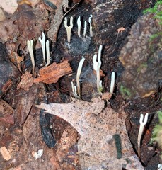 Ramariopsis minutula