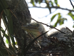 Tigrisoma mexicanum