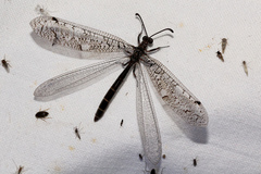 Protoplectrini