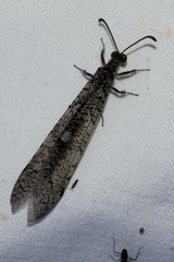 Protoplectrini