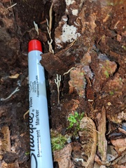 Ramariopsis minutula