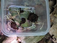 Ramariopsis minutula