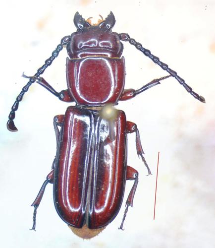Passandra fasciata