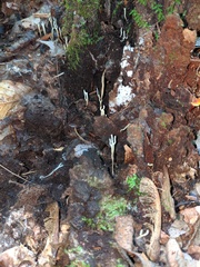 Ramariopsis minutula