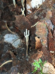 Ramariopsis minutula