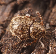 Xynotropis