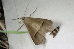 Isturgia penthearia