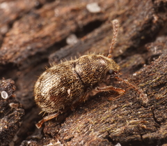 Xynotropis