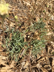 Chaenactis santolinoides