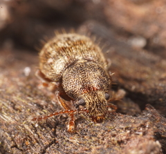 Xynotropis